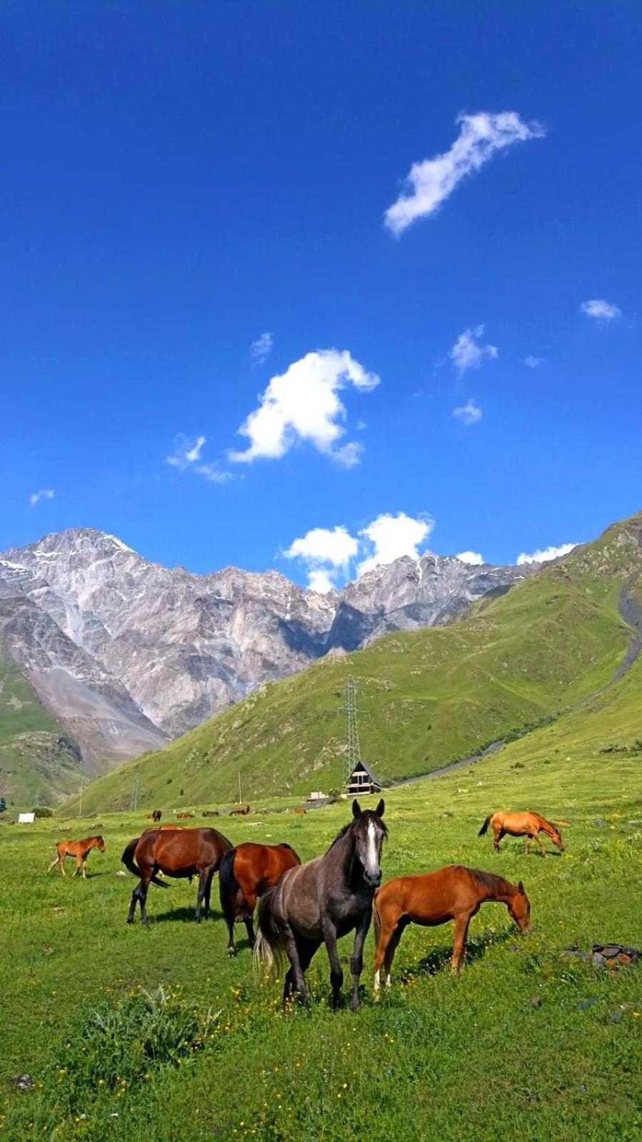 Mountain Flower Cottage Kazbegi Extérieur photo